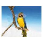 Buster Carcan de protection pour oiseaux - 20 cm