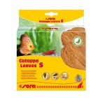 Sera Catappa Leaves Feuilles de badamier S