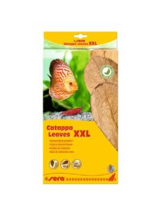 Sera Catappa Leaves Feuilles de badamier XXL